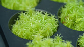 糙葉白髮|Lecobryum scaberulum